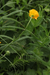Ranunculus caucasicus