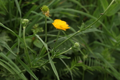 Ranunculus caucasicus