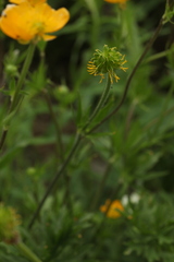 Ranunculus caucasicus