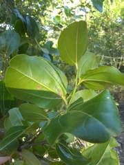 Sarcomphalus domingensis