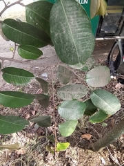 Chrysophyllum cainito