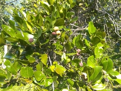 Sarcomphalus domingensis