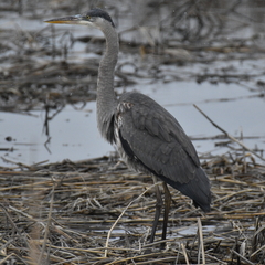 Ardea herodias
