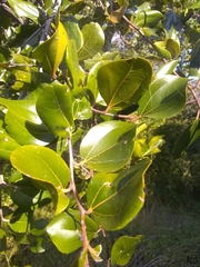 Sarcomphalus domingensis