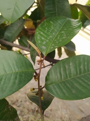 Chrysophyllum cainito