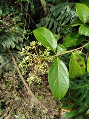 Viburnum seemenii
