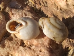 Cepolella