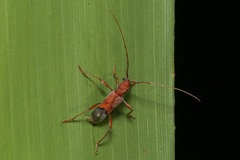 Porithodes pustulata