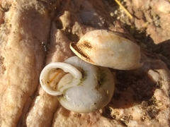 Cepolella