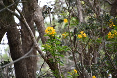Senna pendula glabrata