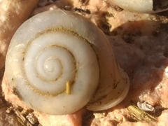 Cepolella