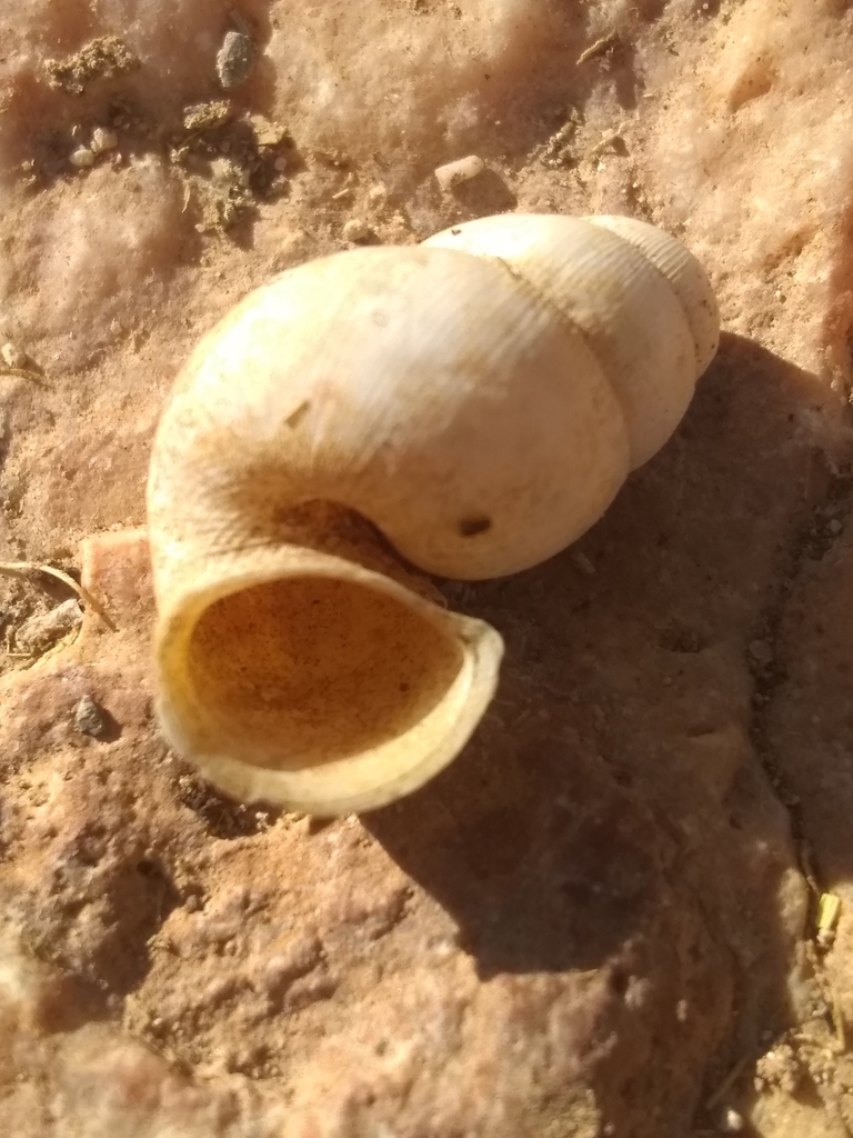Chondropomium