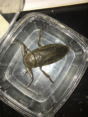 Lethocerus collosicus