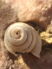 Dorymyrmex antillanus