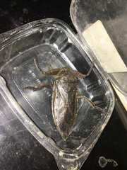 Lethocerus collosicus