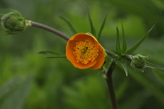 Ranunculus caucasicus subleiocarpus