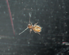 Lepinotus