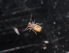 Lepinotus