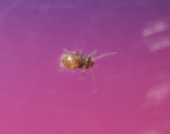 Lepinotus