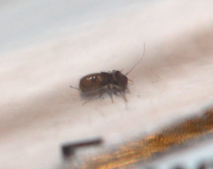 Lepinotus