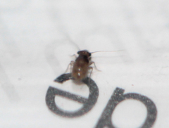 Lepinotus