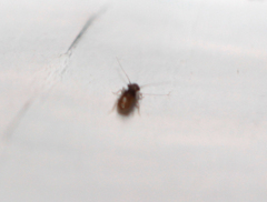 Lepinotus