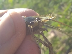 Macrobrachium acanthurus