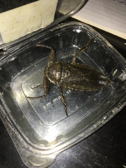 Lethocerus collosicus