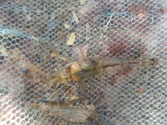 Macrobrachium acanthurus