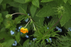 Ranunculus caucasicus subleiocarpus