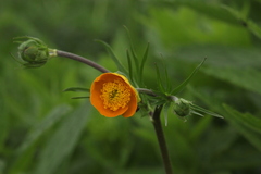 Ranunculus caucasicus subleiocarpus