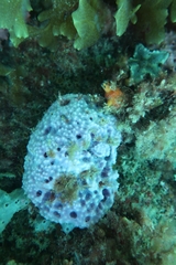 Dysideidae