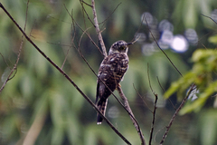 Cuculus micropterus