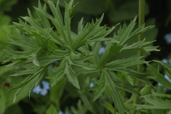 Ranunculus caucasicus subleiocarpus