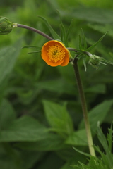 Ranunculus caucasicus subleiocarpus