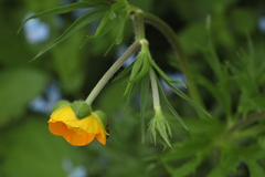 Ranunculus caucasicus subleiocarpus