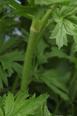 Ranunculus caucasicus subleiocarpus