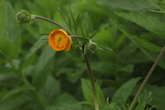 Ranunculus caucasicus subleiocarpus