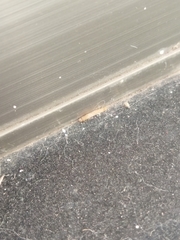 Insecta