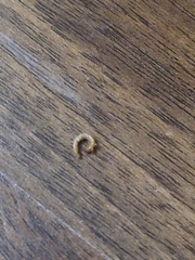 Insecta