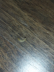 Insecta