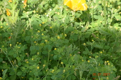 Medicago lupulina