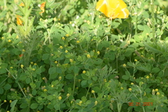 Medicago lupulina