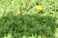 Medicago lupulina