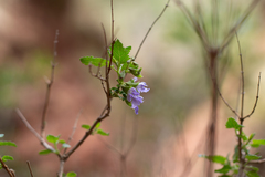 Salvia cuspidata
