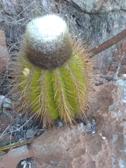 Melocactus intortus domingensis