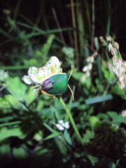 Edessa rufomarginata