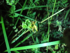 Edessa rufomarginata