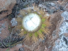 Melocactus intortus domingensis