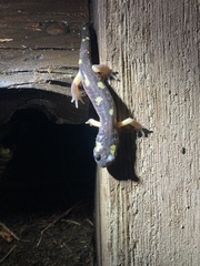 Ensatina eschscholtzii croceater